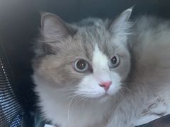 -萌兽医馆·犬猫专科·眼科中心·宠物医院(朝阳门分院)