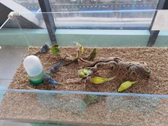 -怪兽屋·羊驼·猫咖·狗咖(俊华广场店)