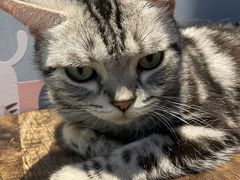 -Meowの猫咖(万家丽店)