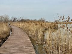 -盐城丹顶鹤湿地生态旅游区
