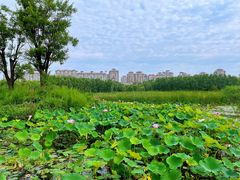 -马家湾湿地公园