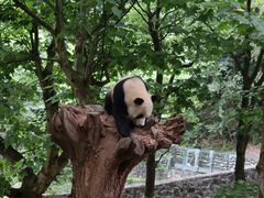 -都江堰中华大熊猫苑