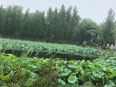 -白洋淀景区