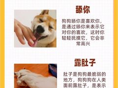 -翊宠yipet猫狗购宠庄园犬舍•猫舍