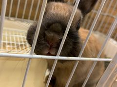 -猫猫幼稚园·撸猫·桌游·电玩