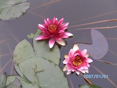 -红莲湖