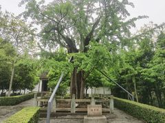 -上海佘山国家森林公园天马山园