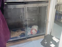 -特一安24小时宠物医院·骨科·中兽医