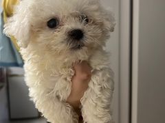 -翊宠yipet猫狗购宠庄园犬舍•猫舍