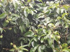 -中国科学院西双版纳热带植物园