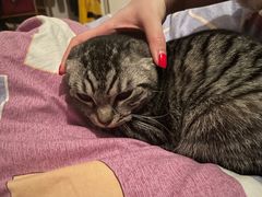 -伟伟宠物医院·瑞派猫友好医院·猫科(光谷店)