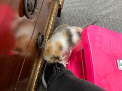 -爱侣宠医·鹦鹉专科·小型哺乳类·异宠专科(灵石路店)