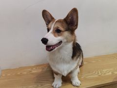 -Heymao猫咖.咖啡厅(东门店)