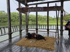 -溱湖国家湿地公园