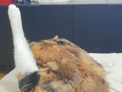 -萌兽医馆·宠物医院·猫骨科(创景店)