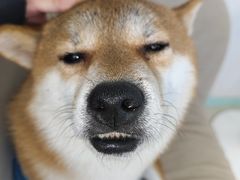 -怪兽屋·羊驼·猫咖·狗咖(俊华广场店)