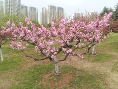 -白塘生态植物园