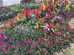 -上海鲜花港