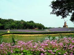 -大塘金香草谷