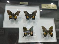 -上海昆虫博物馆