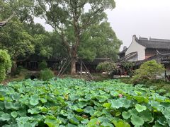 -上海醉白池公园