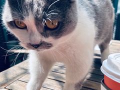 -喵屿·大理花园猫咖