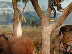 -陕西自然博物馆