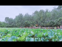 -合肥滨湖国家森林公园