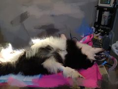 -创凡宠物医院·骨专科  猫科中心(西乡分院)