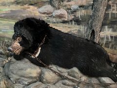 -北京动物园-畅观楼