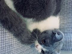 -吉丁鸟咖·异宠·寄养