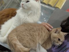 -楼上猫咖(罗湖店)