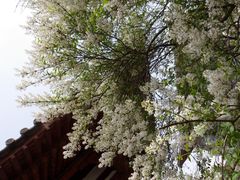 樱花-西安青龙寺遗址景区