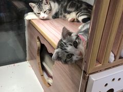 -李小姐の猫咖啡馆(五角场店)