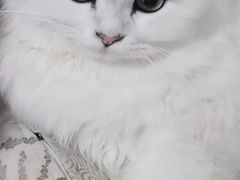 -糯米喵星人总部直营旗舰店·猫舍·幼猫出售