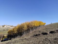 -乌兰布统景区-白桦林