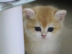 -lincat·猫舍(广州店)