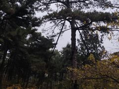 -香山公园