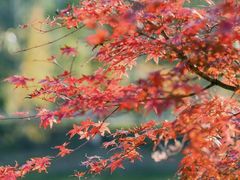 -黄陂区野村谷景区
