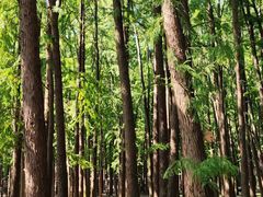 -上海共青森林公园