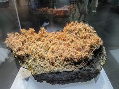 -湖南省地质博物馆