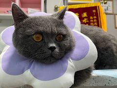 -半岛宠物医院24小时(科华中路店)