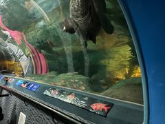 -上海海洋水族馆