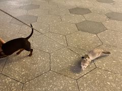 -阿嬷手作(成都万象城店)