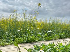 -光明小镇欢乐田园