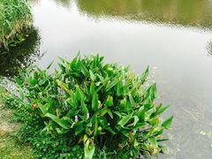 江湾湿地公园-新江湾城公园
