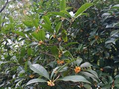 -绵阳人民公园(涪城区)