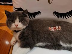 -喵zoo家庭繁育猫舍(尖东智能花园店)