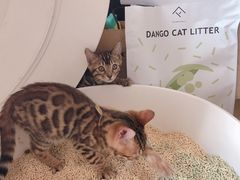 -瑞派·关忠动物医院·异宠专科·犬猫肿瘤·皮肤专科(望京店)