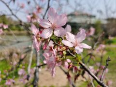 -中国科学院华南植物园